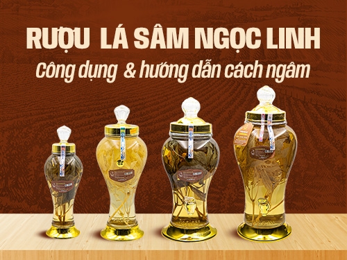 Rượu lá sâm Ngọc Linh có tốt không? Gợi ý địa chỉ mua uy tín - giá hợp lý